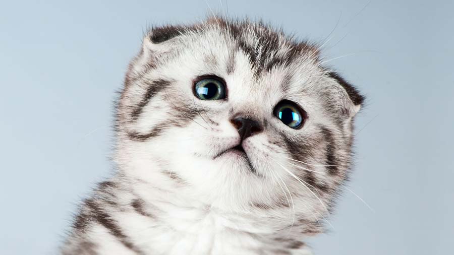 Scottish Fold Özellikleri